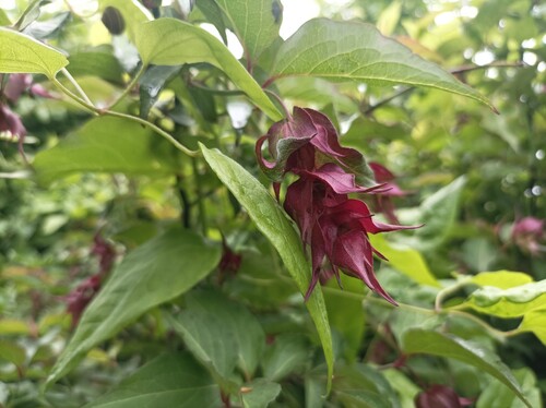 Leycesteria formosa