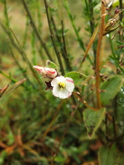 Osbeckia brachystemon