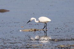 Egretta garzetta dimorpha
