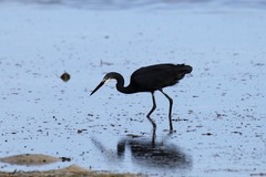 Egretta garzetta dimorpha