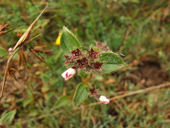 Osbeckia brachystemon