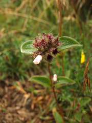 Osbeckia brachystemon