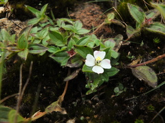 Osbeckia brachystemon