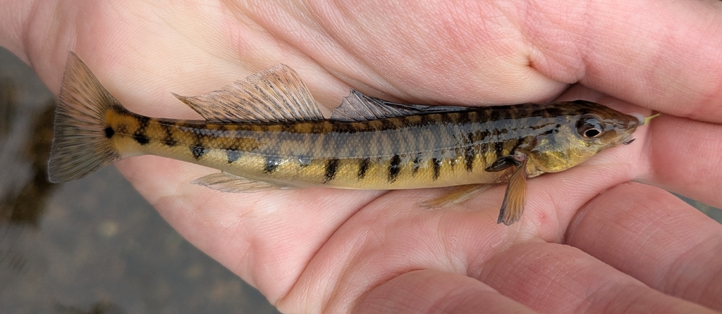 Logperch