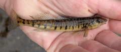 Logperch photo 1