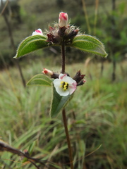 Osbeckia brachystemon