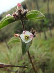 Osbeckia brachystemon