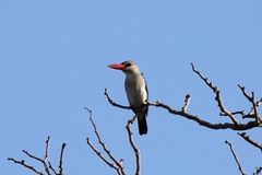 Halcyon senegaloides