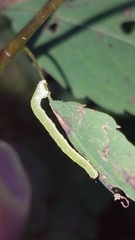 Trichodezia albovittata