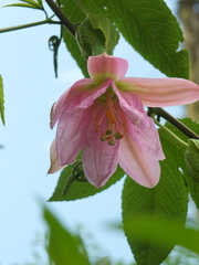 Passiflora tarminiana