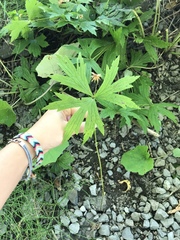 Anemonastrum canadense