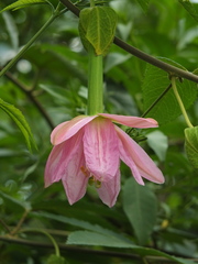 Passiflora tarminiana
