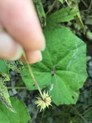 Anemonastrum canadense