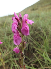 Pedicularis zeylanica