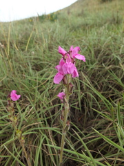 Pedicularis zeylanica