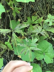 Anemonastrum canadense