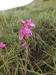 Pedicularis zeylanica