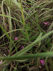 Pedicularis zeylanica