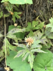 Anemonastrum canadense