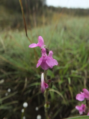 Pedicularis zeylanica