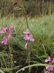 Pedicularis zeylanica