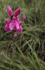 Pedicularis zeylanica