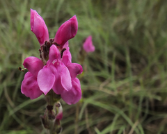 Pedicularis zeylanica