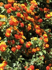 Lantana camara