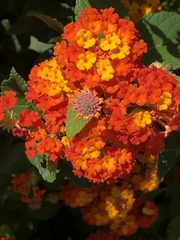 Lantana camara