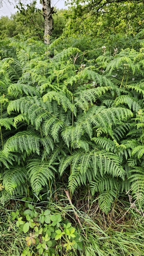 Pteridium aquilinum