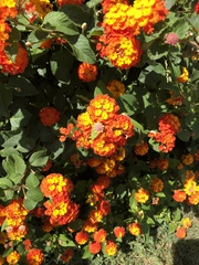 Lantana camara