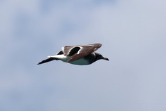 Ichthyaetus hemprichii