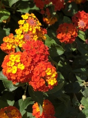 Lantana camara