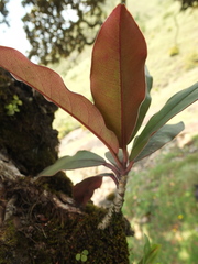 Photinia integrifolia
