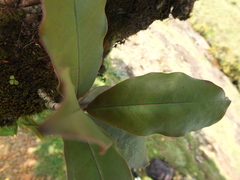 Photinia integrifolia