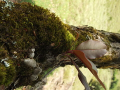 Photinia integrifolia