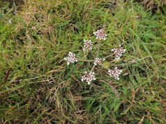 Pimpinella