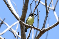 Pogoniulus bilineatus