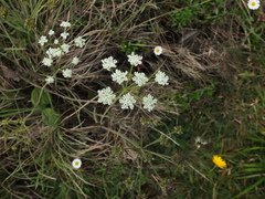 Pimpinella leschenaultii