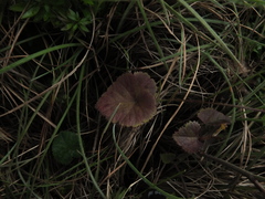 Pimpinella leschenaultii