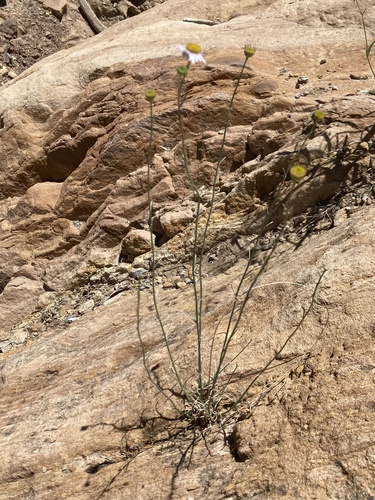 Erigeron sparsifolius
