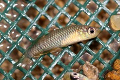 Korthaus' Killifish photo 1