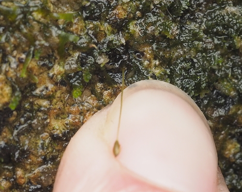 Brown's Four-toothed Moss (Tetrodontium brownianum)