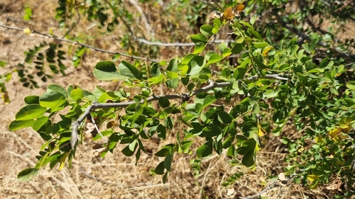 African-blackwood