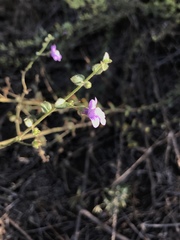 Sairocarpus pusillus