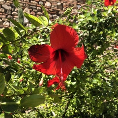 Hibiscus rosa-sinensis