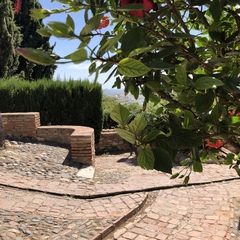 Hibiscus rosa-sinensis