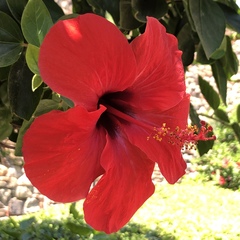 Hibiscus rosa-sinensis