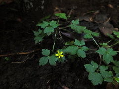Ranunculus wallichianus