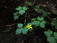 Ranunculus wallichianus